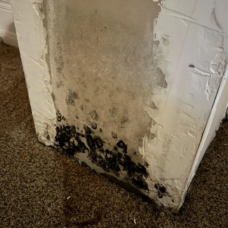 Professional Mold Removal in North La Crosse, WI